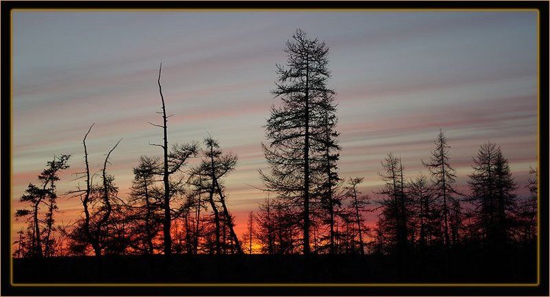 тайга,закат Графика заката 2 фото превью