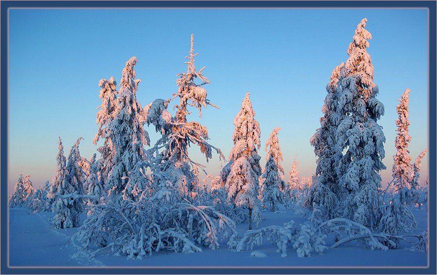 зима,мороз,тайга,заполярье, Солодухин Виктор