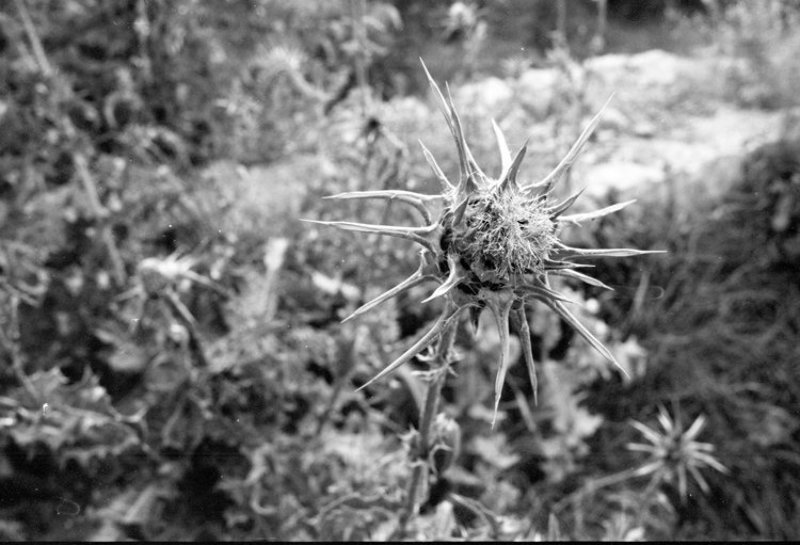 igalsc репей фото превью