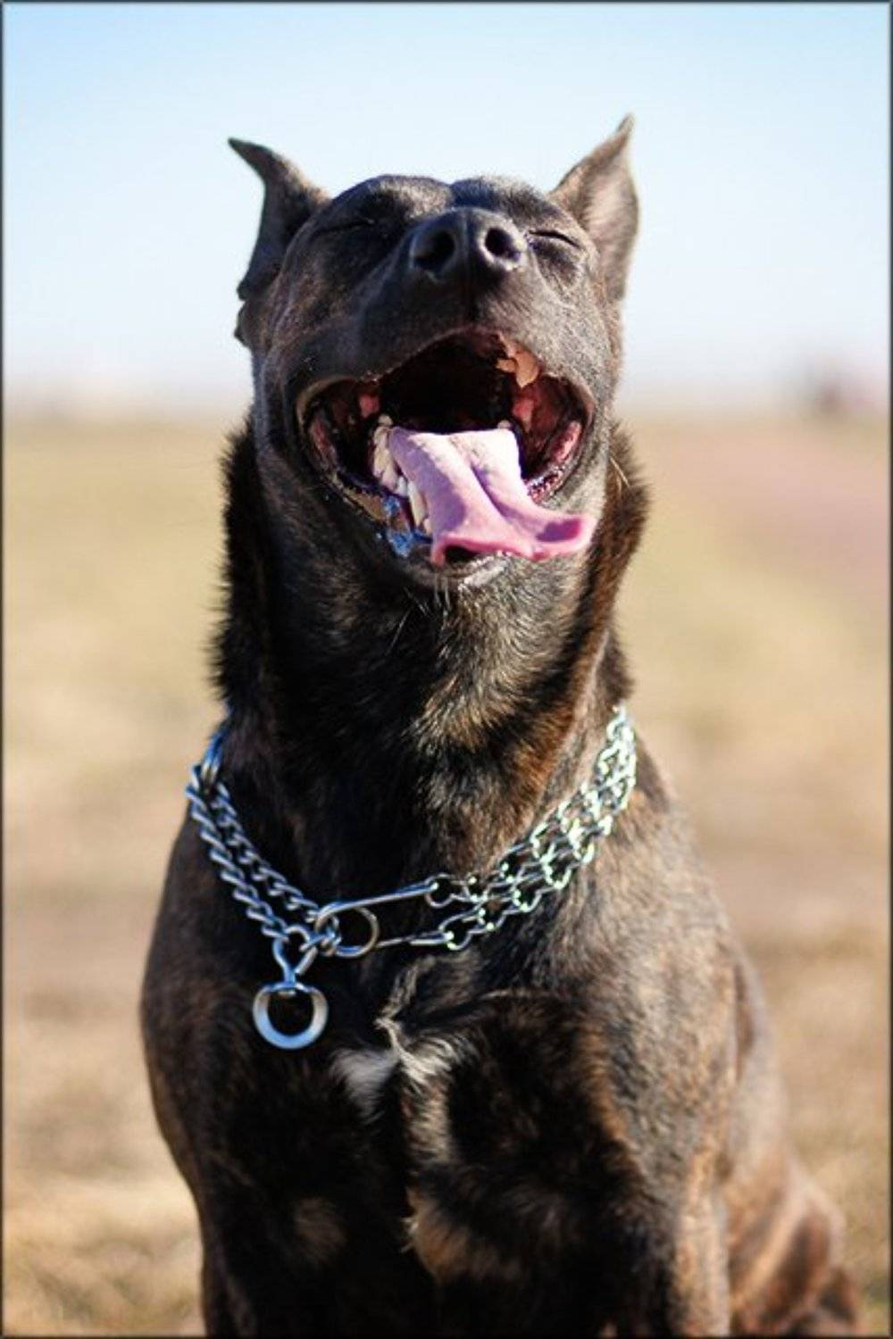 собак, улыбка, Ink