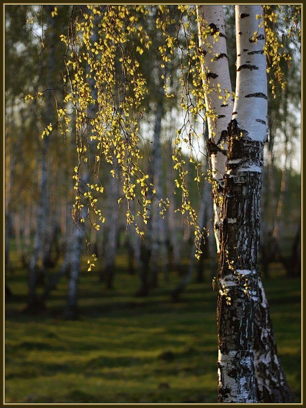 Весенним утром фото превью