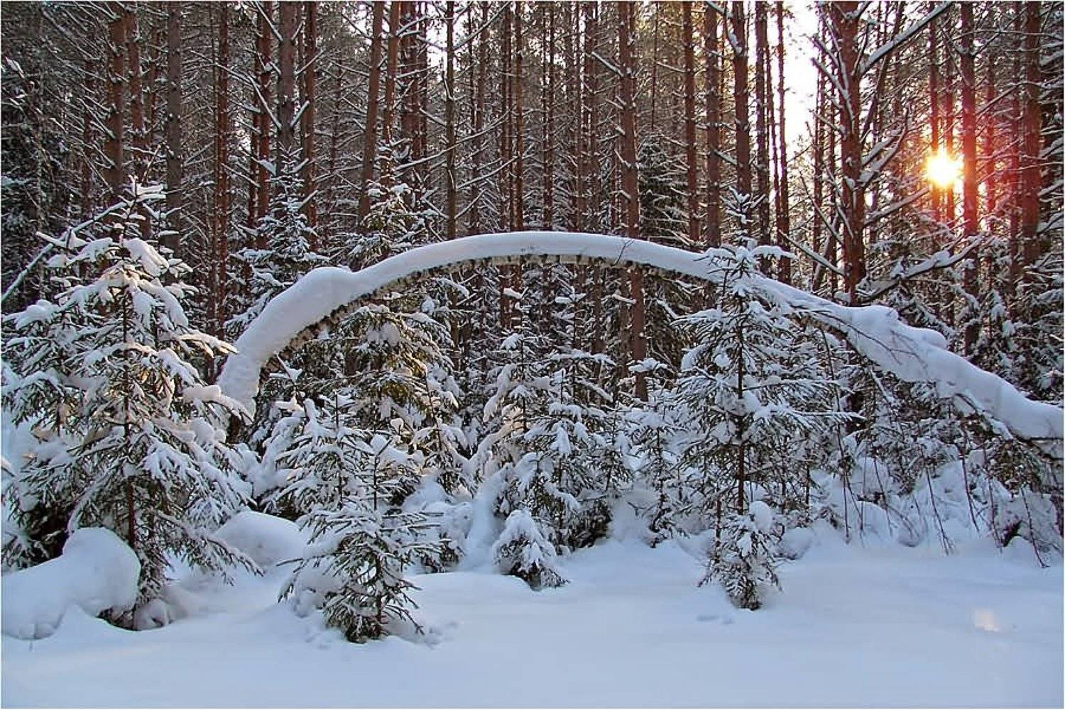 мороз и солнце..., Игорь Лом