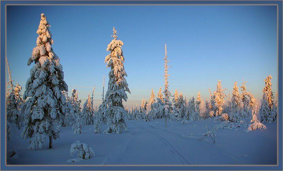 тайга,зима,лыжня, Солодухин Виктор