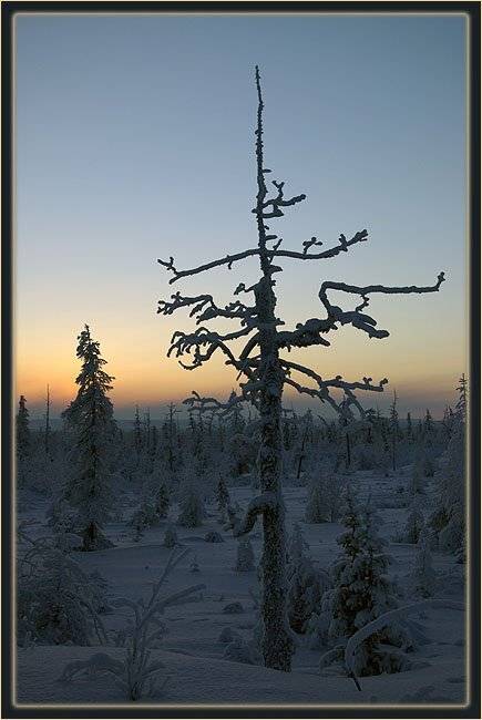 тайга,зима,сумерки,заполярье, Солодухин Виктор