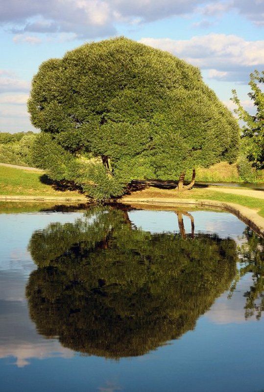 дерево 2.0 фото превью