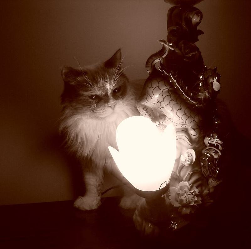 мася студия кошка Darkness фото превью