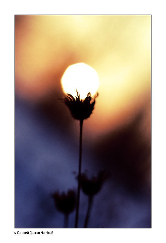 закат, солнце, красноярск, цветы. зима, февраль цветы солнца фото превью