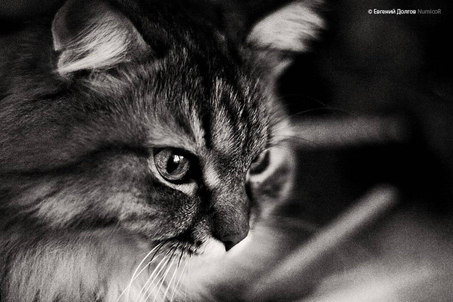 кот, чб, ч\б, глаза, животные, Евгений Долгов NumicoR