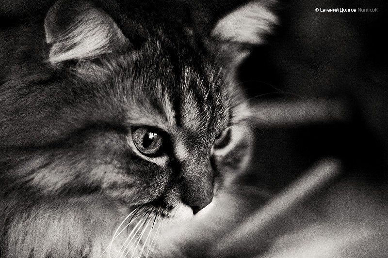 кот, чб, ч\\б, глаза, животные Айкис фото превью