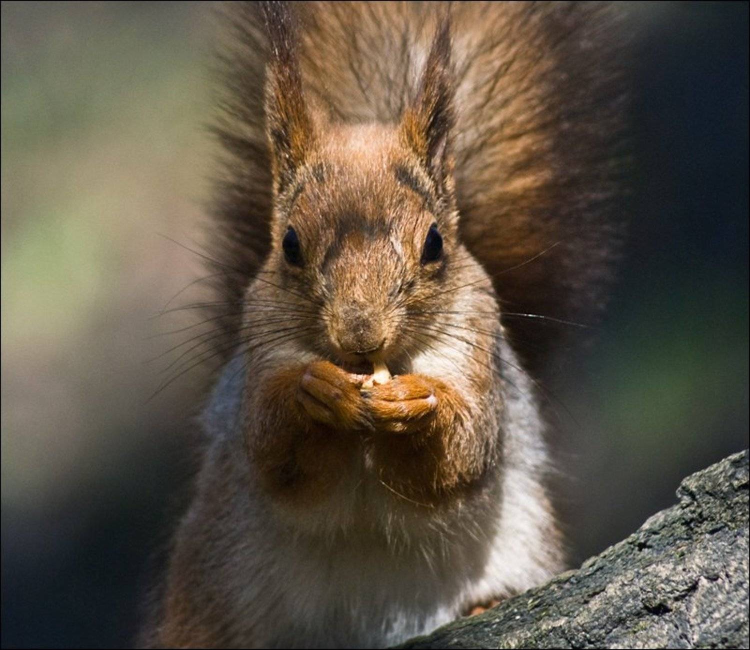 белка, Владимир Эделев