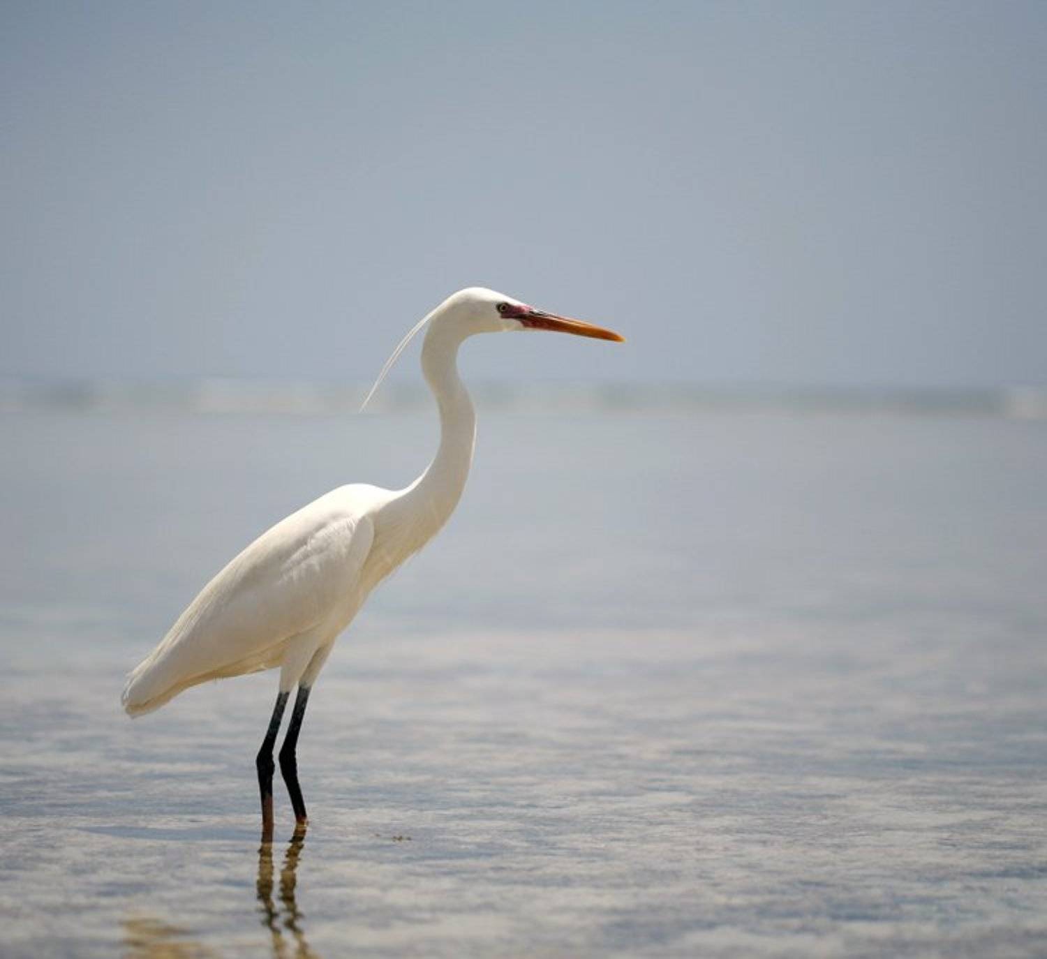цапля, птица, вода, грация, Lelya