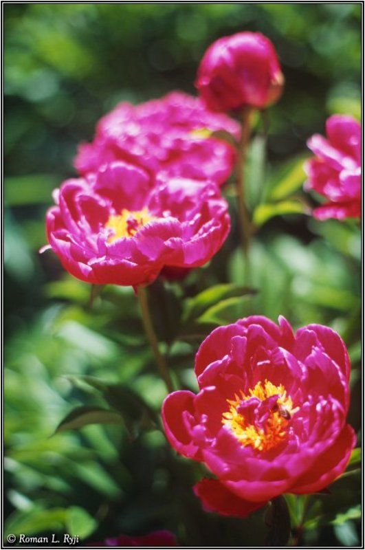 Весна пришла фото превью