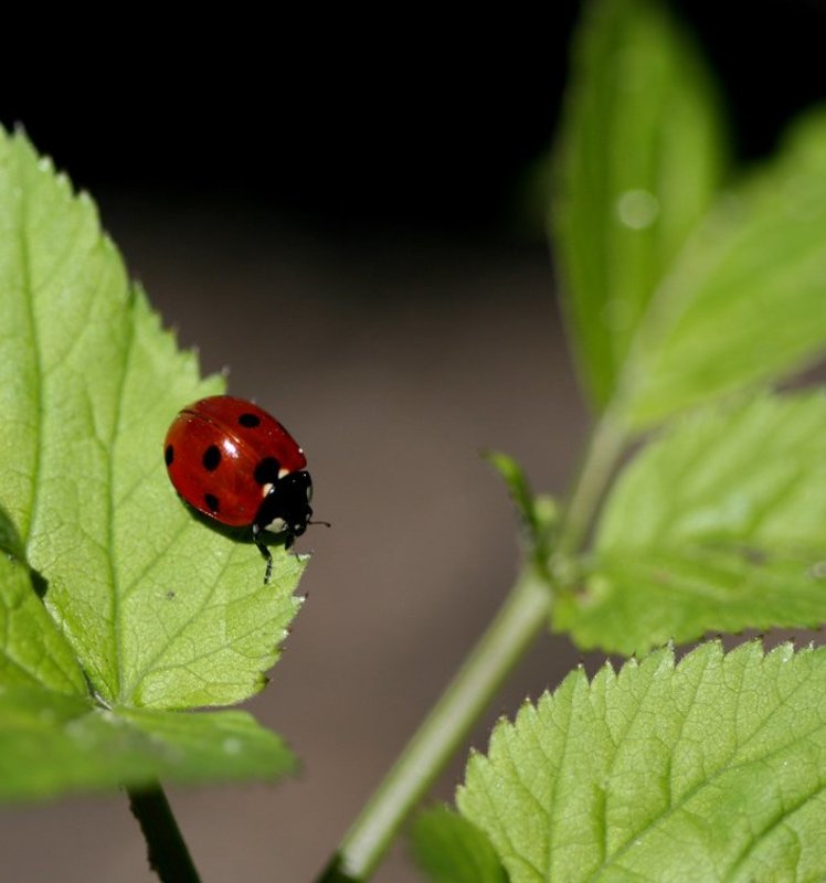 божья коровка коровка фото превью