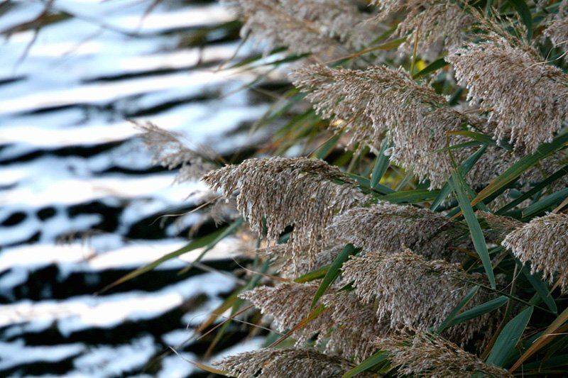 , Александр Цабель