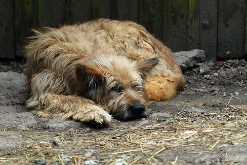 Эх, жизнь моя собачья ....