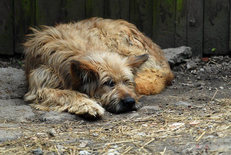 собака,друг,человека Эх, жизнь моя собачья .... фото превью