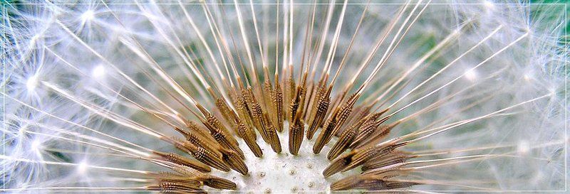 одуванчик на цыпочках фото превью