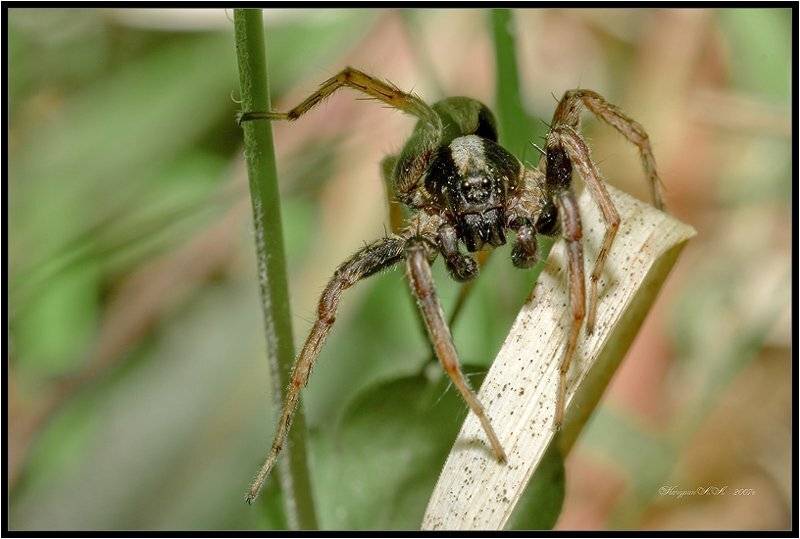 паук,макро,лето, Качурин Алексей