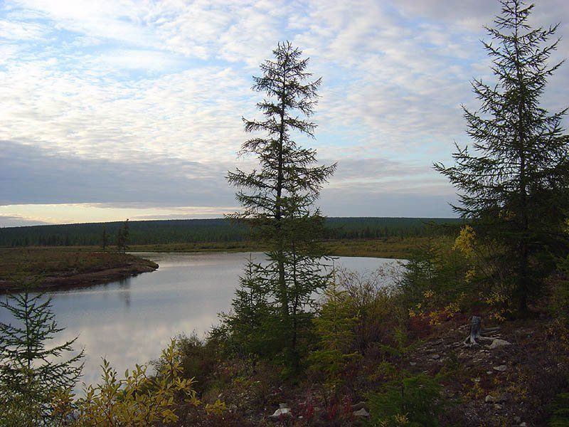тайга,река Вечер на реке фото превью