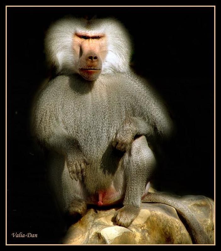 Пахан фото превью