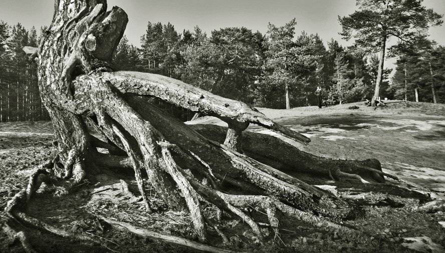 корни дерева, Евгений Пугачев.