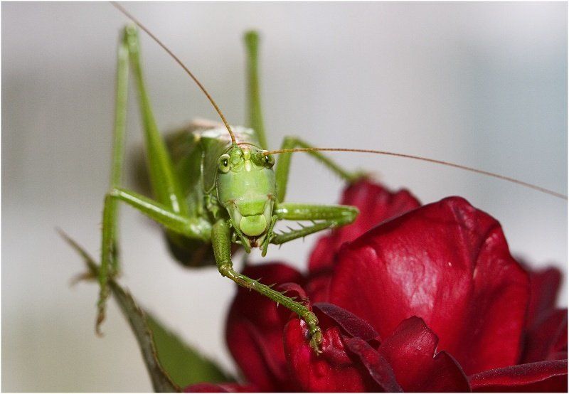 КУЗНЕЧИК фото превью