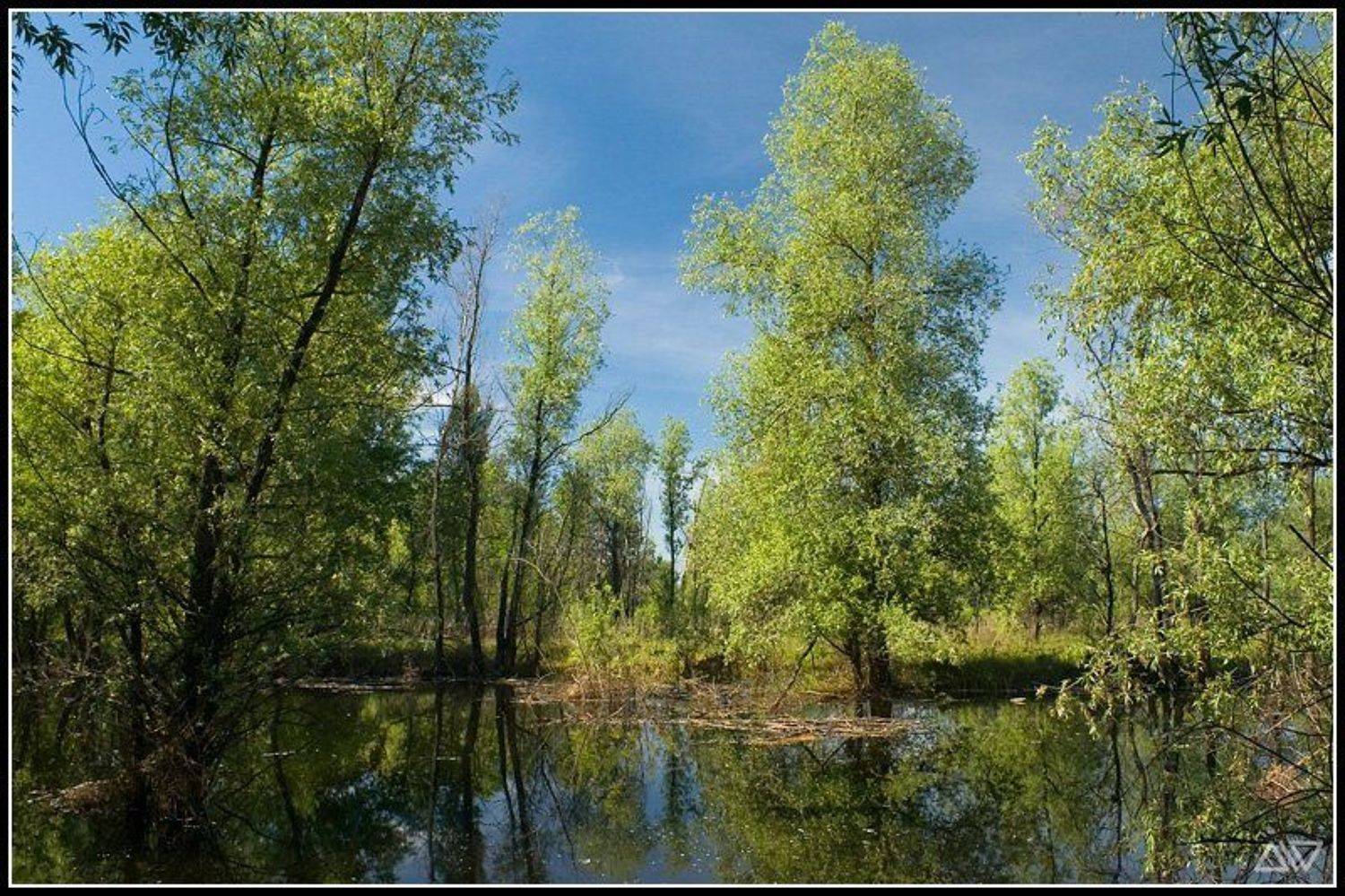 высокая вода, Денис Рассоха