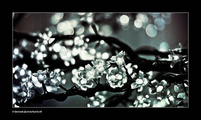 цветы, сакура, Евгений Долгов NumicoR