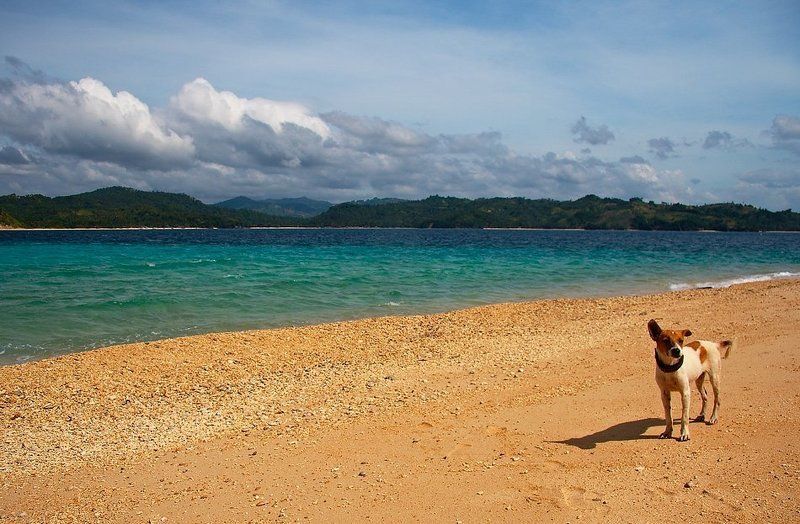 Робинзон (или Пятница) фото превью