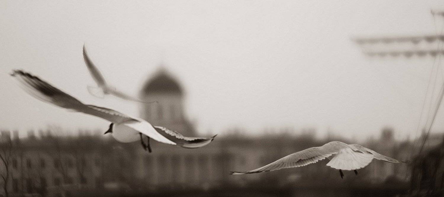 чайки,санкт-петербург,мачта,, Евгений Пугачев.