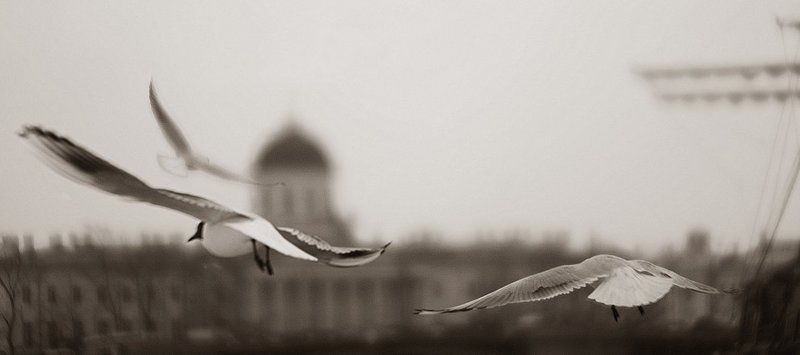 чайки,санкт-петербург,мачта, Воздушное трио фото превью