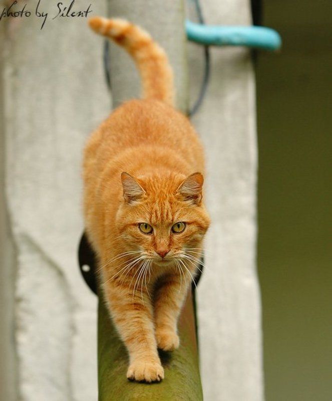 кошка Хозяин двора фото превью