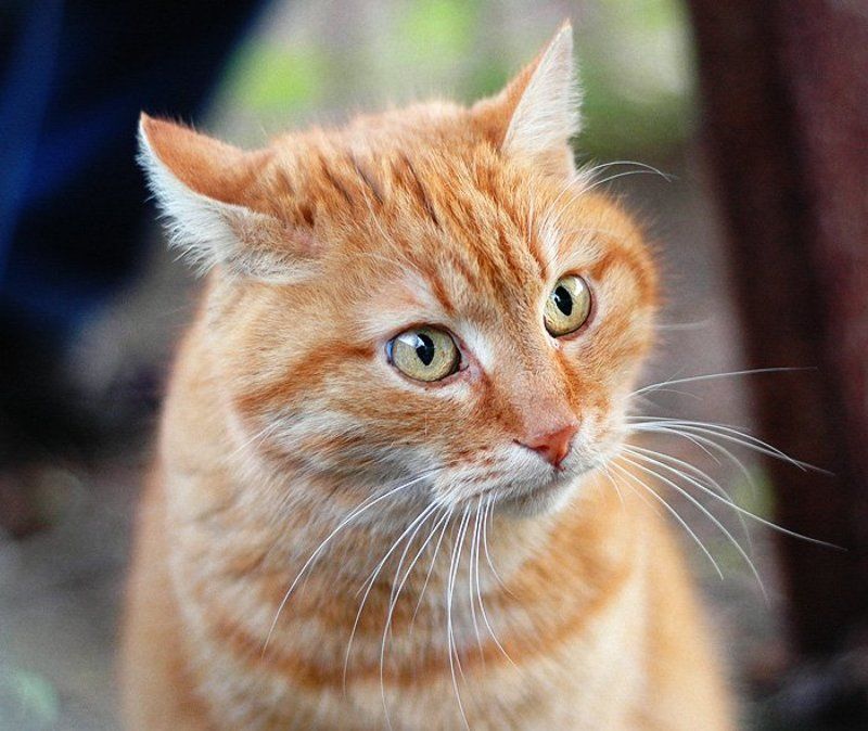 кошка Гусарские Усы фото превью