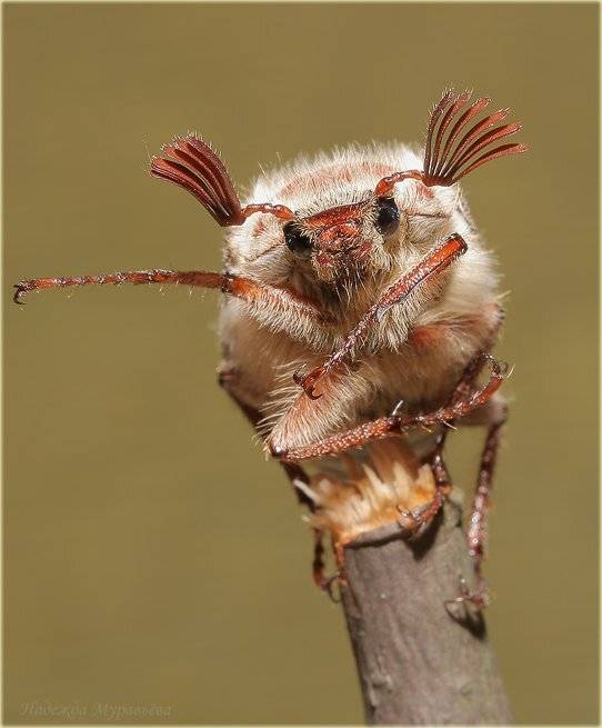 майский жук, хрущ, melolontha l., Надежда Муравьёва