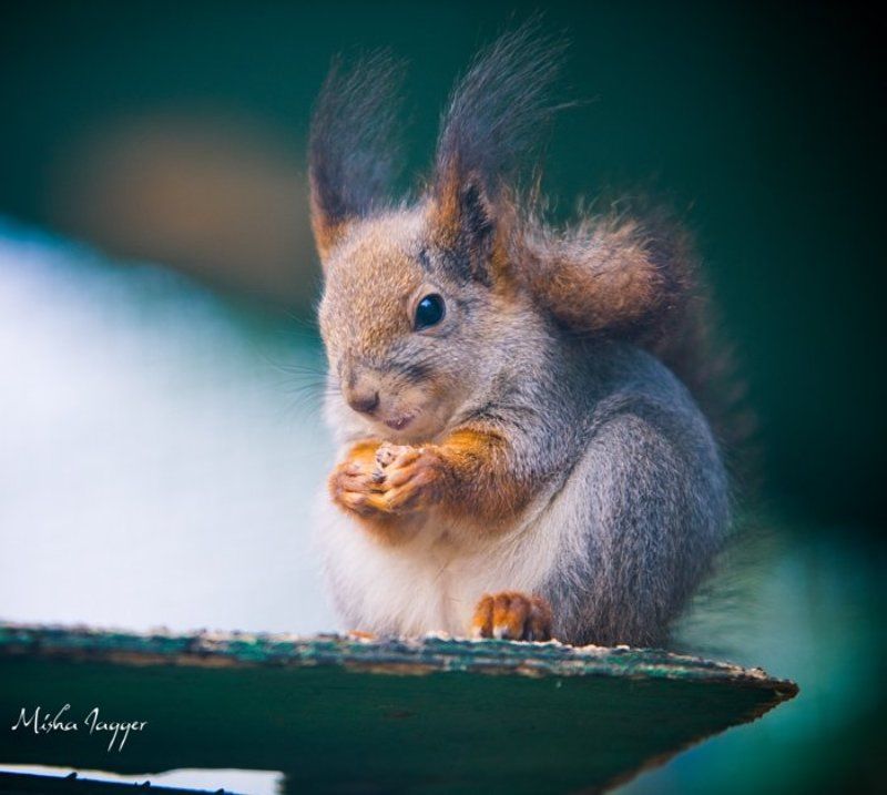 О том, как я словил белочку. фото превью