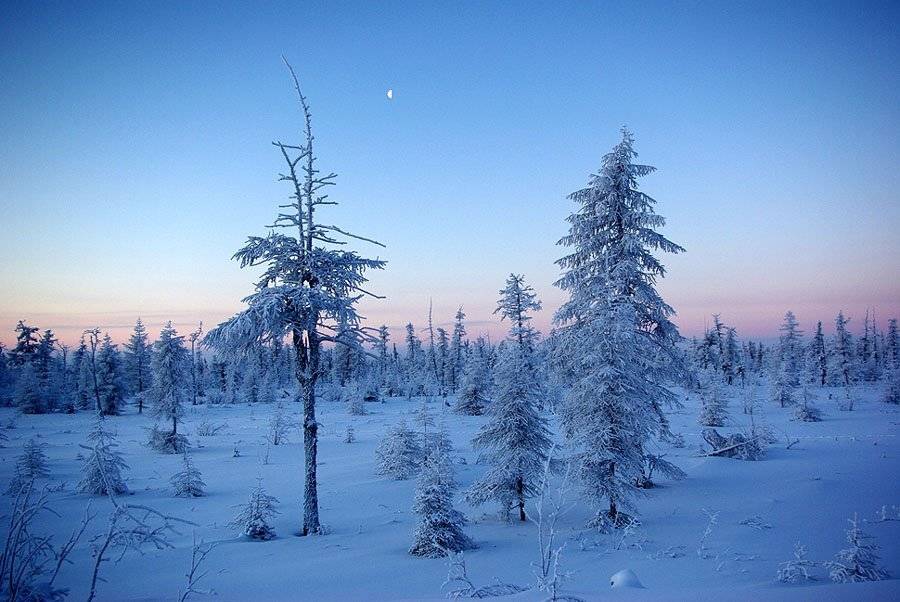 тайга,утро,зима,мороз, Солодухин Виктор