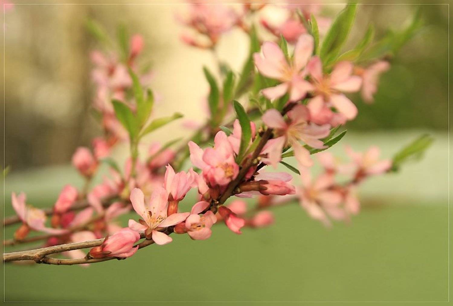случайно обнаружила на задворках возле церквушки цветущий миндаль, Katerina Gordeeva