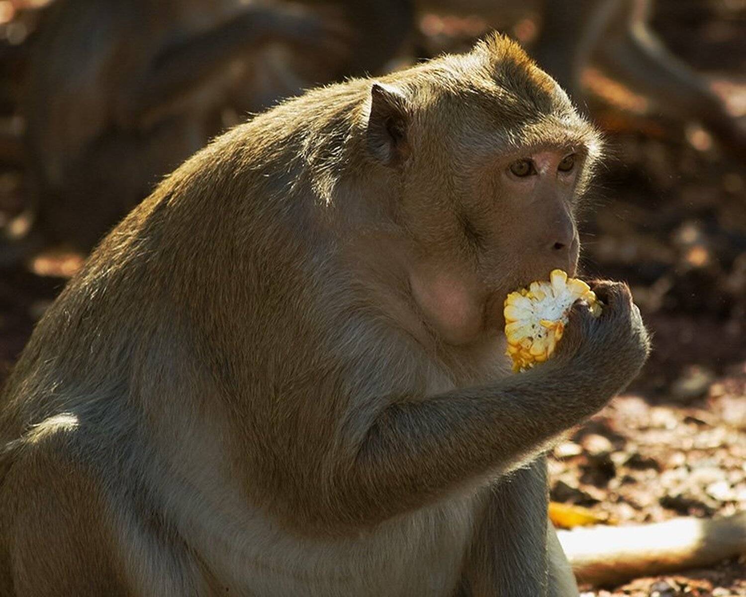 обезьяна, Сергей Евсеев