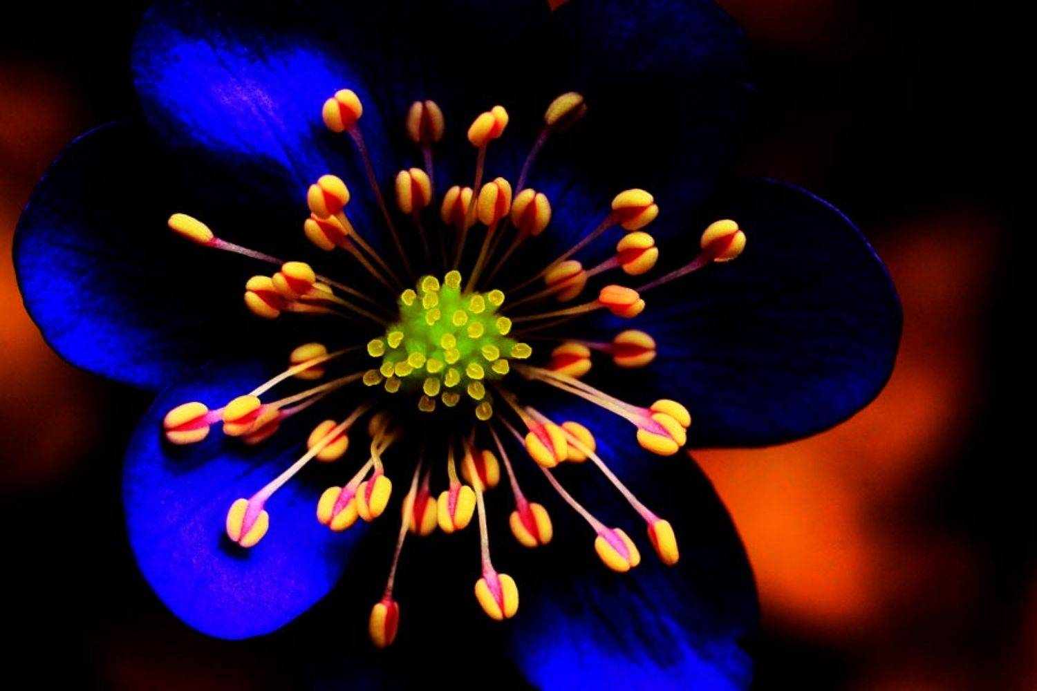 весна,природа,цветы,макро, Givi