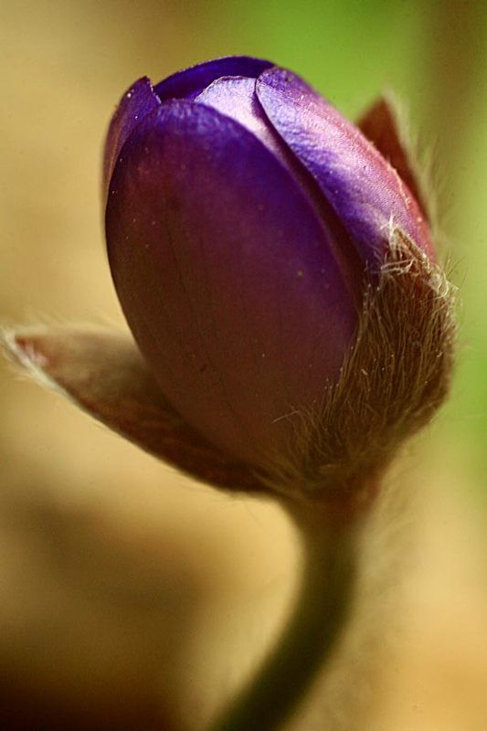 природа,макро,весна,цветы  фото превью