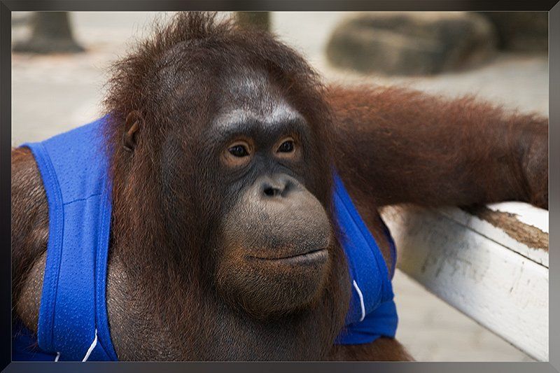 обезьяна А мысли то, мысли, куда деть? фото превью