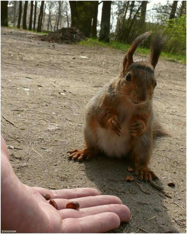 белка Улыбнитесь, Вас снимают! фото превью