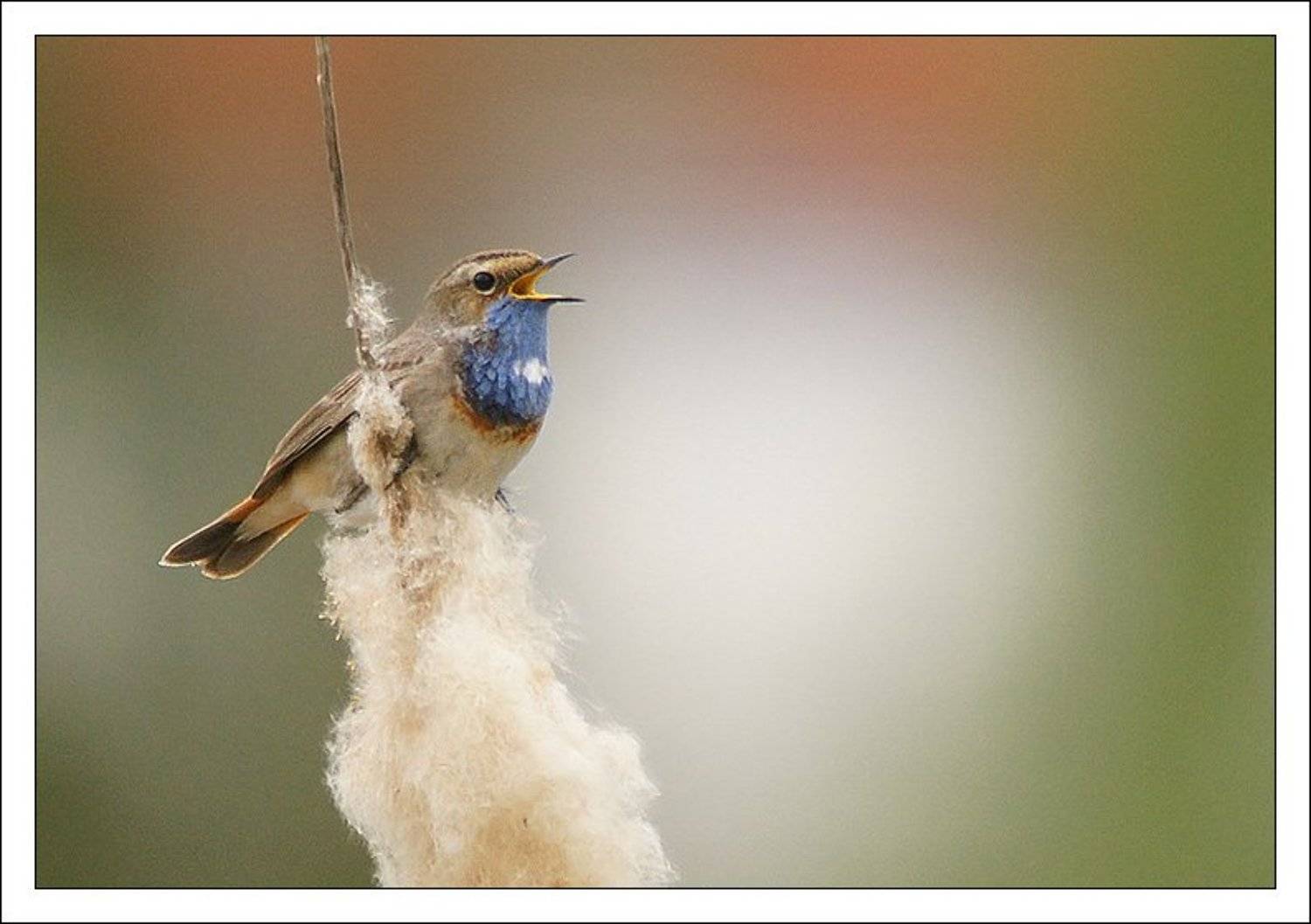 luscinia svecica,птица,фотоохота,варакушка, jouris