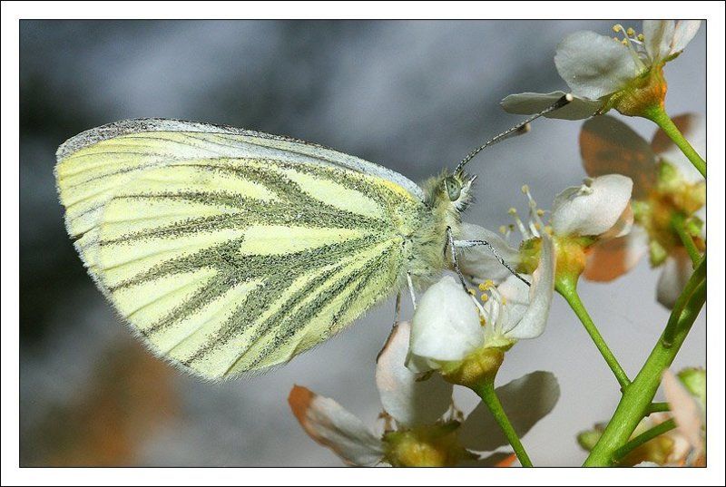 макро,бабочка  фото превью