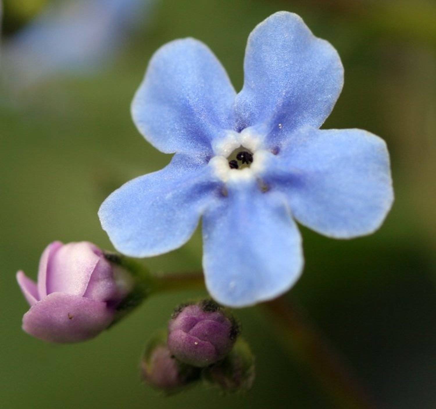 незабудка, весна, рогово, цветок, Lelya