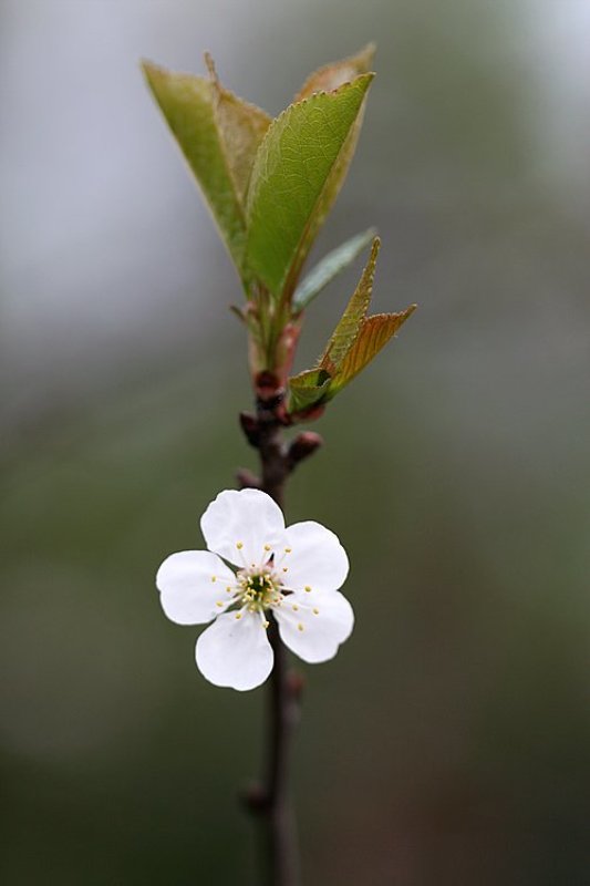 яблоня, цветок, весна, рогово яблоня фото превью
