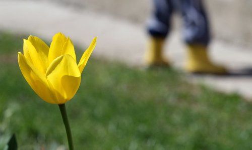 садовник и тюльпан))