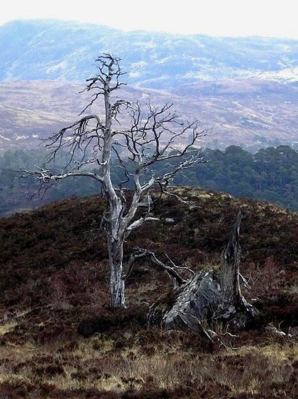 анчар фото превью