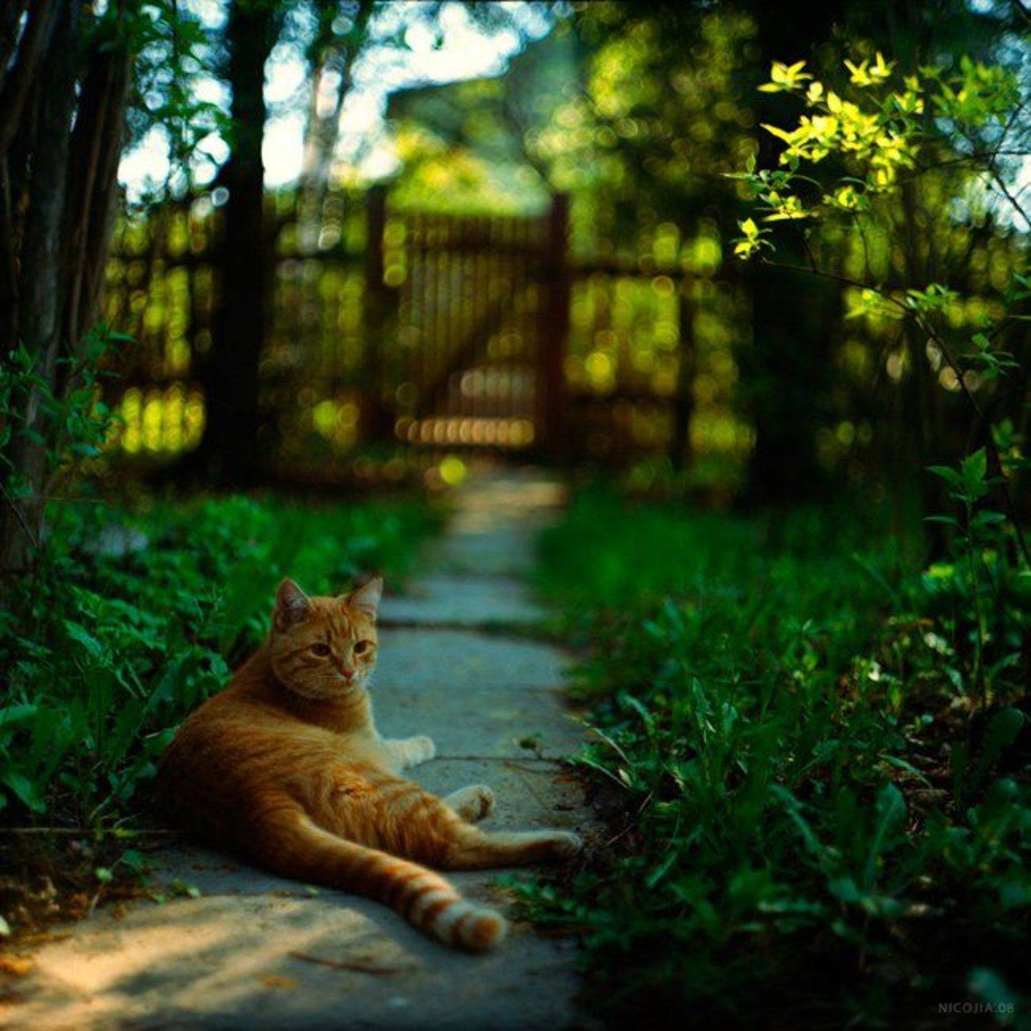 дача, кот, весна, Nikolay Zheltov