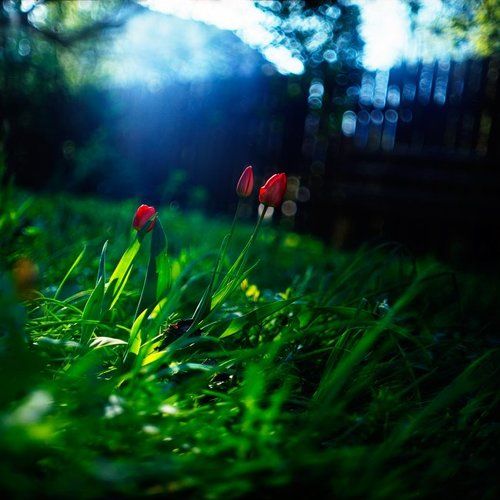 Весенняя свежесть